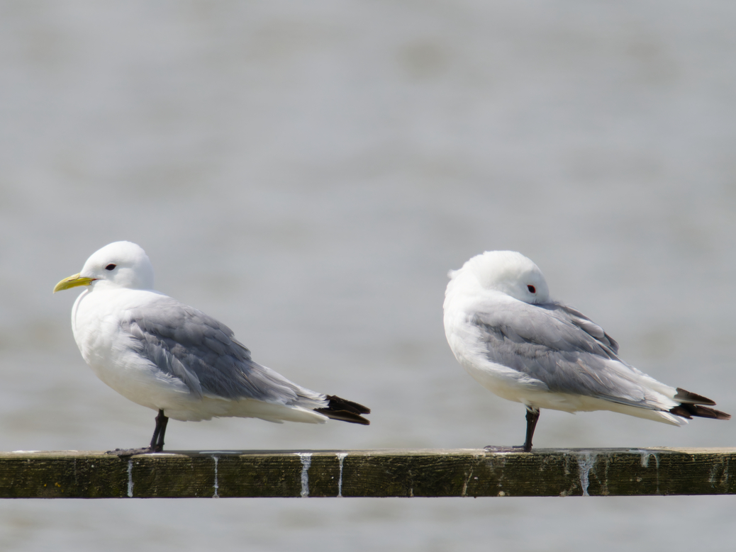 Photo of Kittiwake